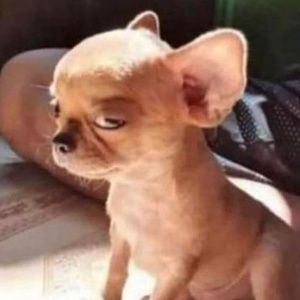 Meet your Posher, Claire